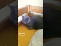 #meow