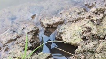 Câu lươn đồng: Hướng dẫn tìm hang và câu lươn(How to find simple eels)