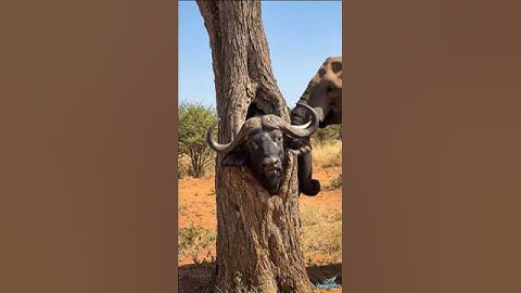 Unexpected Kindness: An Elephant Saves a Trapped Buffalo