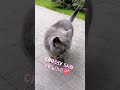 chubby Sabi's sexy walk🤗😘 #cats #pets #shorts