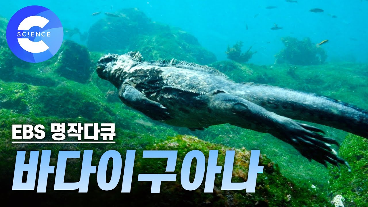 바다에서 생활이 가능한 세계 유일의 '바다이구아나' | 갈라파고스 제도