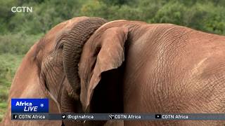 Sans Park celebrates milestone translocation of elephant herd