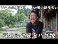 マムシを食べる動画【唐揚げ】【心臓踊り食い】