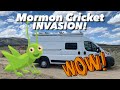 Cricket Invasion And a Cattle Drive! Vagabond Van Life On The Loneliest Road In America.