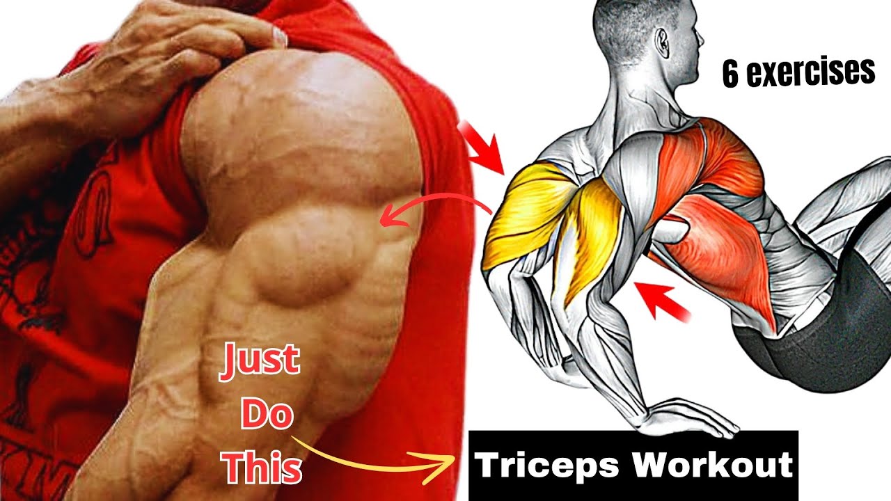 Dips (Triceps) - Exercise Guide - Generation Iron Fitness Network