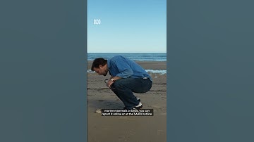 Has the algal bloom ruined summer for SA? | ABC NEWS