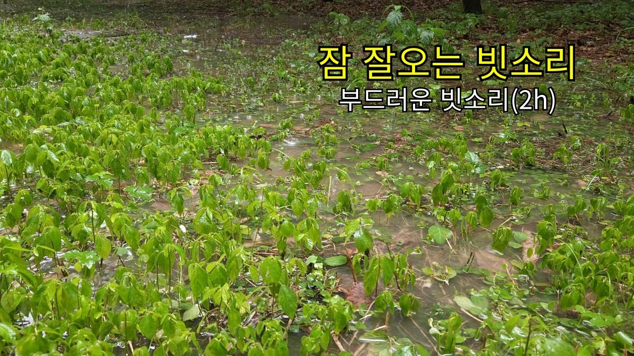 [asmr]깊은 잠을 위한 편안한 빗소리 |수면유도 빗소리|rain sounds
