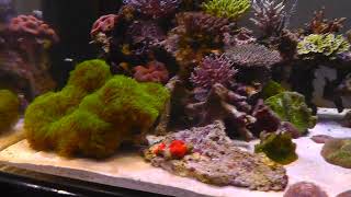 (真羽) 天然ライブロック 10kg前後 海水魚 サンゴ 珊瑚 水槽 真羽様専用) 天然ライブロック 10kg前後 海水魚 サンゴ 珊瑚 水槽