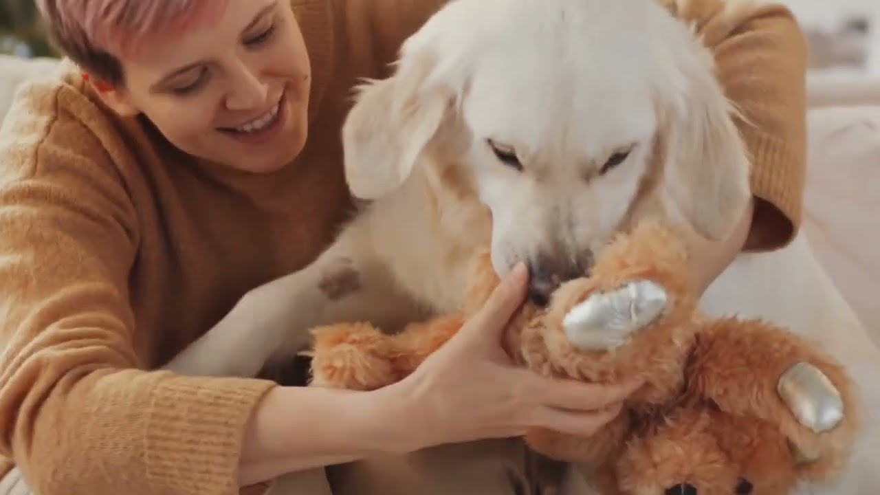 Golden Retrievers Can Read Emotions? | The History of Dog Breeds