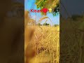 #famer #kisan love # farming🌾♥️
