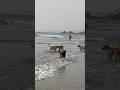 Cute dogs chilling in Goa 🤩😍🥳🏖️🐶🐾