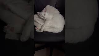 Download Lagu Born to nap:A cat’s life #cat #catlovers #viral #funny MP3