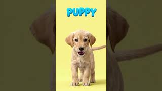 Animals for Kids | Learn Animal Names &amp; Sounds