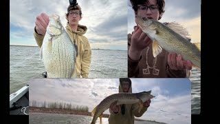 DEVILS LAKE multi species SMASH!! (100 fish) Walleye WhiteBass Pike