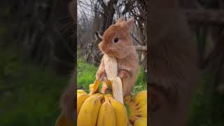 The Rabbit || banana || youtubeshorts