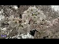 [Kawasaki] Shower of Sakura (cherry blossom) - shukugawara - #cherryblossom #japan