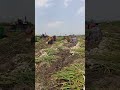 #shortvideo #farming #reels #short #shorts
