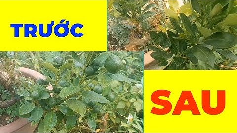 Hoàn thành tác phẩm Quất Bonsai ghép trên cây Cần Thăng để Chơi Tết 2023