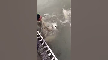 Câu cá bằng lưới tuyệt vời 🐟 #shorts