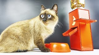 DIY Cat Food Dispenser from Cardboard at Home