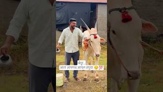 बेंदूर...आता आपणच आपलं जपुया / बेंदूर सणाच्या हार्दिक शुभेच्छा / महाराष्ट्र बेंदूर सण  #बेंदूर #like