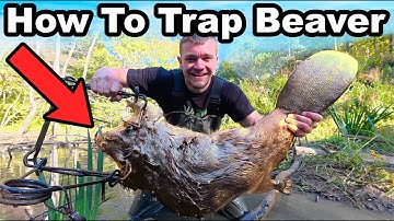How To Trap Beavers for Beginners!
