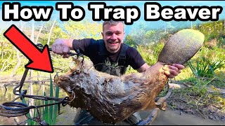 Download Lagu How To Trap Beavers for Beginners! MP3 Download Lagu How To Trap Beavers for Beginners! MP3