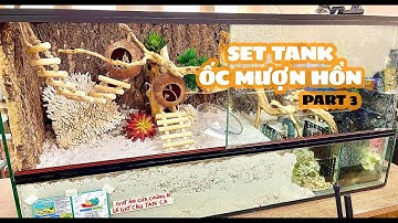 Nuôi Ốc Mượn Hồn trên công ty ( phần 3 ) onsenfuji - setup tank hermitcrab | #shorts