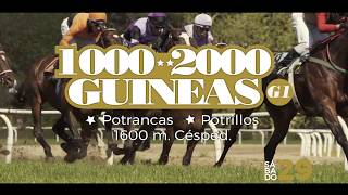 SPOT  GP 1000 Y 2000 GUINEAS
