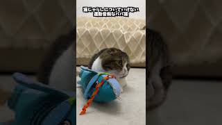 運動音痴なパパ猫と運動得意な息子猫w #shorts