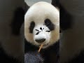 Turn Up Volume For This Panda ASMR | iPanda #shorts #HKPanda