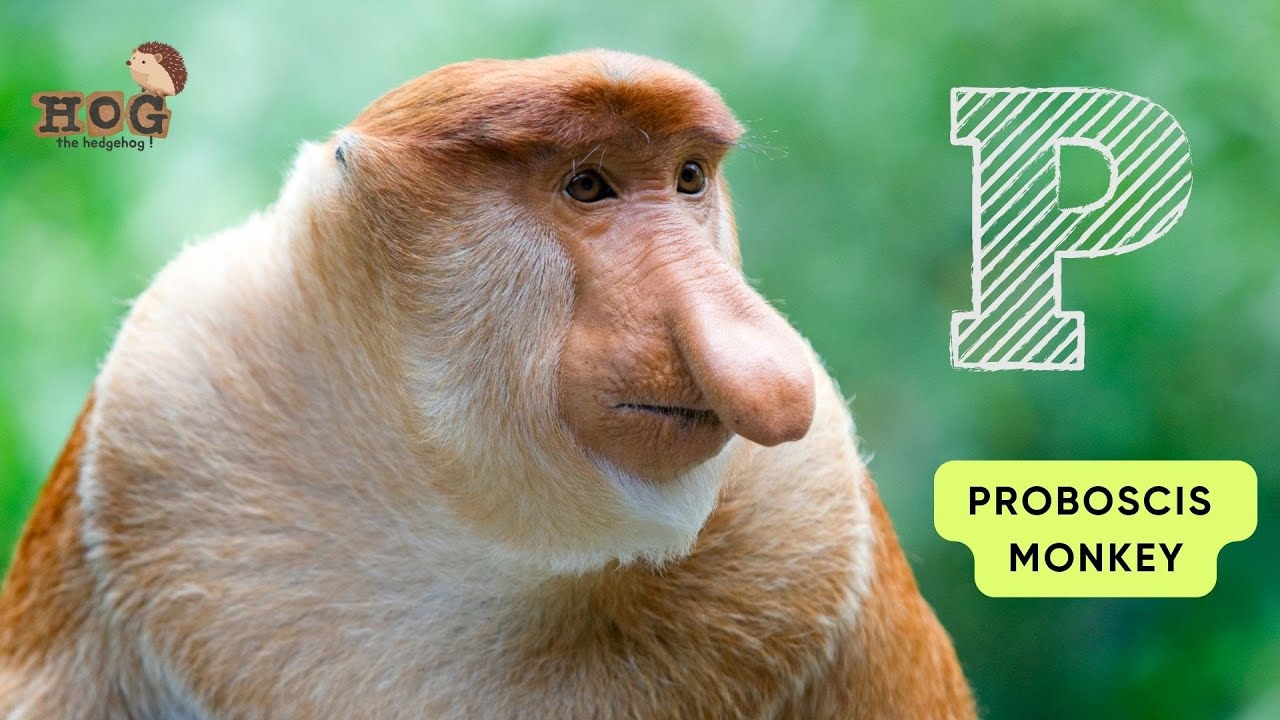 ABC Animals and Plants in Indonesia | Real Animals Song | Learn English, Alphabets and Animals 