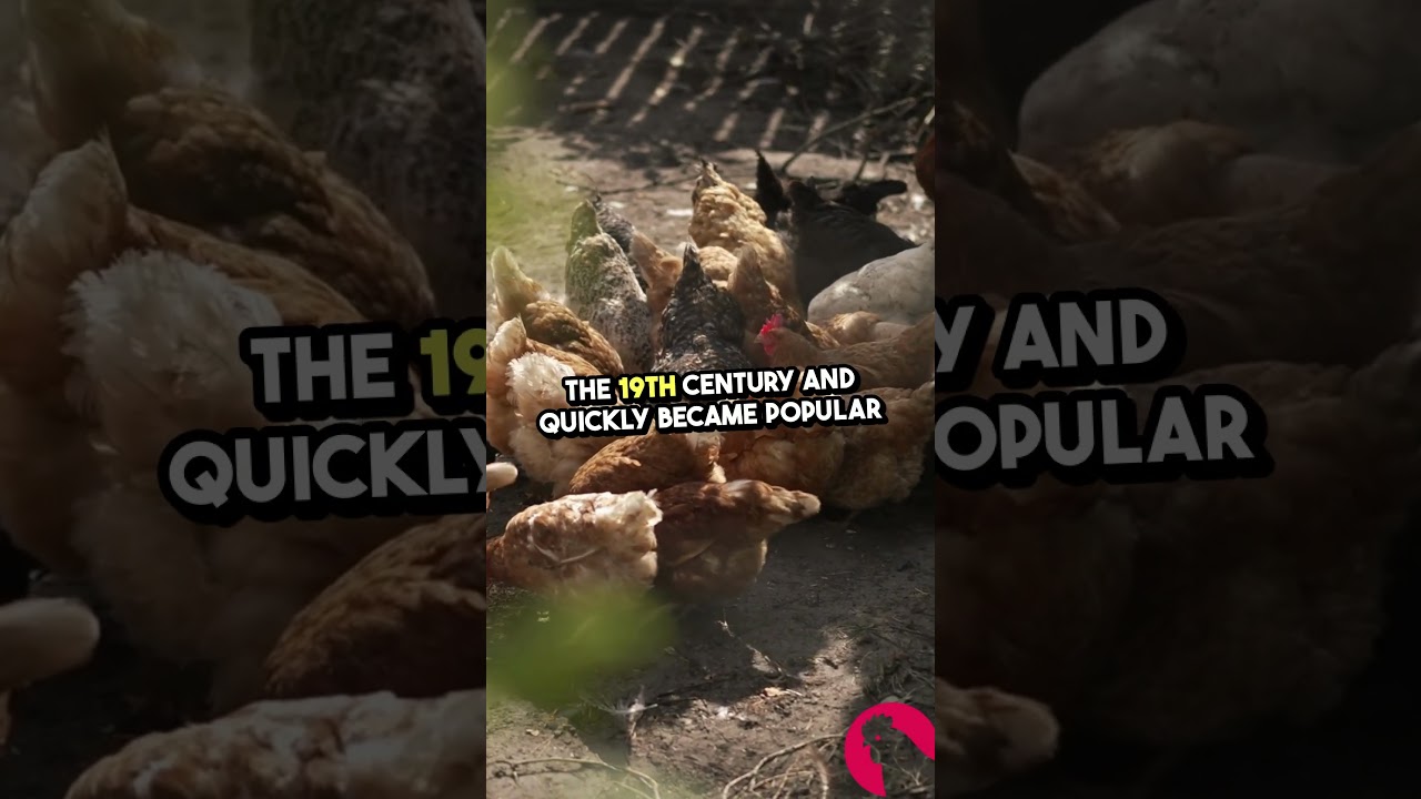 🐔 Plymouth Rock Chickens – A Backyard Gem! 🌟