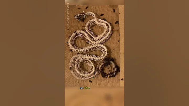 Dermestid Beetles Clean Corn Snake Skeleton Time Lapse