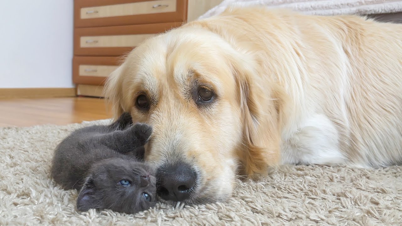Tiny Kitten Loves Golden Retriever Like His Mom [Cuteness Overload]