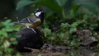 Great tit