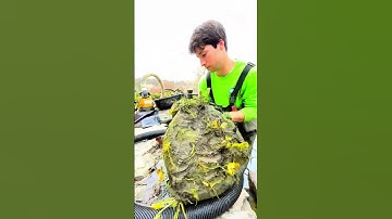 Algae-Pond Scrub Down... NEW VIDEO OUT NOW!