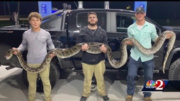 Three Florida college students capture 17-foot-long python in Everglades