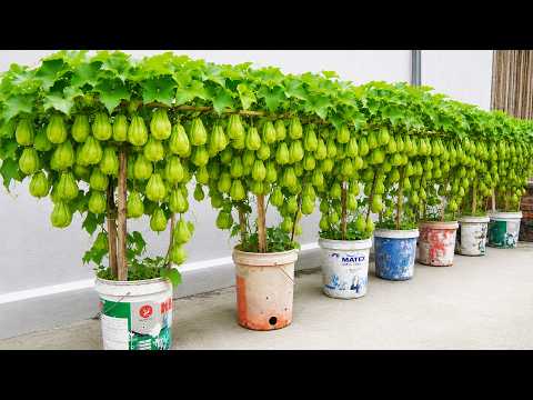 Grow High Yield Chayote in Containers With This Easy Method