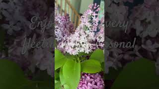 Lilacs in the Spring #springflowers #canadianartists #art