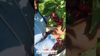 Como Cosechar Cerezas Cherry