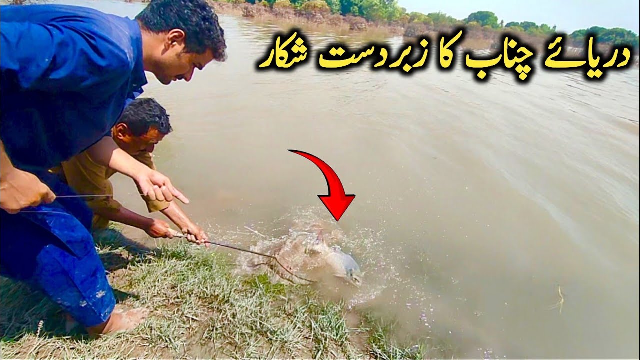 River Chanab ka zabardast shikar| Fishing in Pakistan| Big Rohu Fish catch| Amazing fishing skills