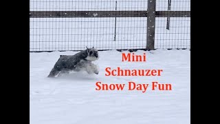 Mini Schnauzer Snow Plow - Playtime for the Mini Schnauzers in the Fresh Snow.