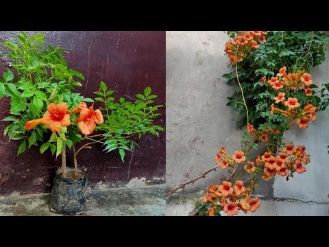 Video: Starting Trumpet Vines - Wie man Trompetenreben vermehrt