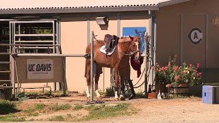 UC Davis women's equestrian team considers Title IX lawsuit against university