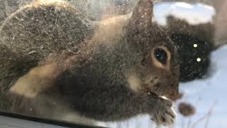 Squirrel on Windowsill