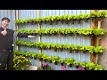 Growing Vegetables Using Expired Milk – Why Didn't I Know This Trick Sooner?