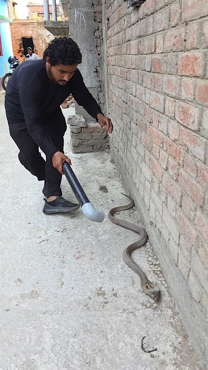 An easy way to catch a snake has been found in 2025 😱 Share the video #trending