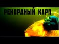 ТРОФЕЙНЫЙ КАРП!!! ПОДВОДНАЯ ОХОТА В ЛЕЖКЕ!!!