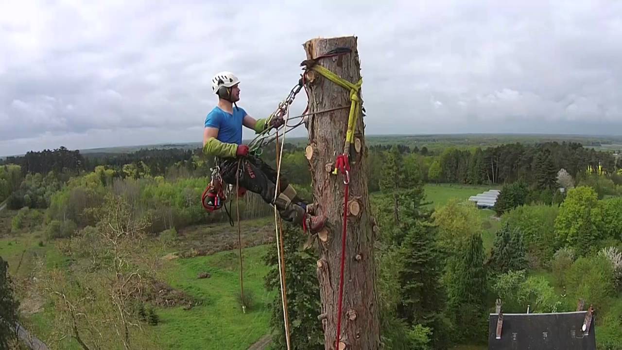 VERTICAL ÉLAGAGE ABATTAGE & DÉMONTAGE D’UN SÉQUOIA GÉANT